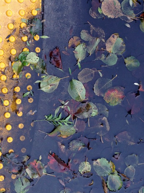 leaves_water_curb02.jpg